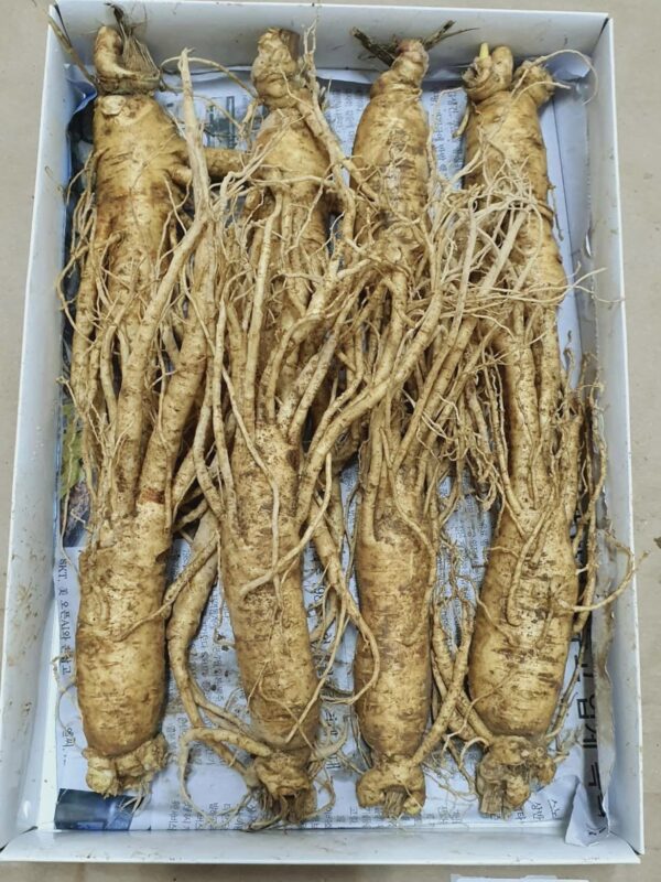 Nhân Sâm Tươi Hàn Quốc Loại 8 Củ/1Kg - Ảnh 7