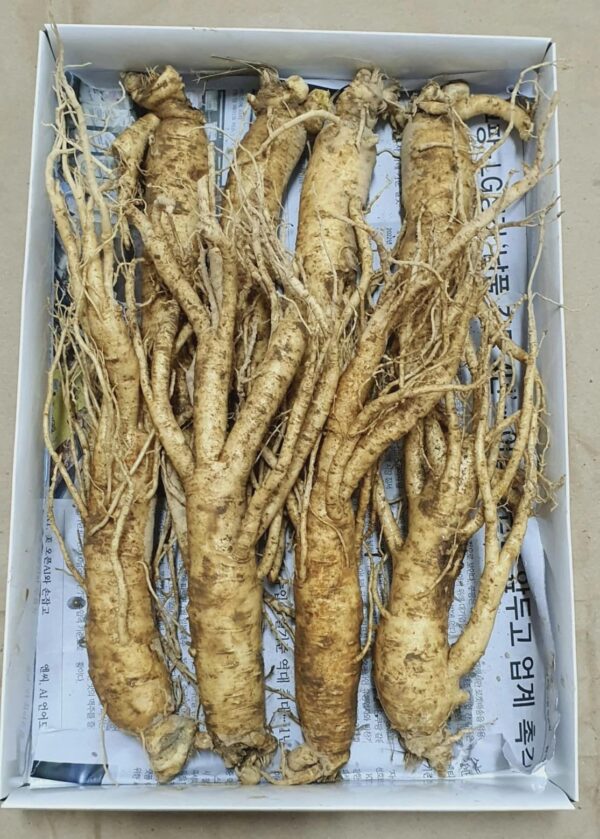 Nhân Sâm Tươi Hàn Quốc Loại 8 Củ/1Kg - Ảnh 5