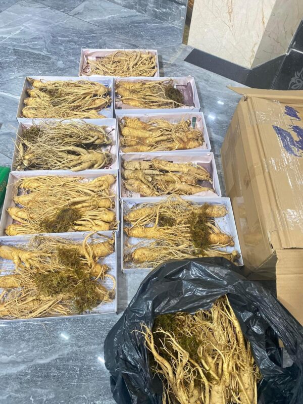 Nhân Sâm Tươi Hàn Quốc Loại 8 Củ/1Kg - Ảnh 2