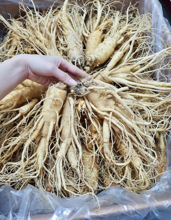 Nhân Sâm Tươi Nguyên Củ Hàn Quốc Loại 6 Củ/ 1 Kg - Ảnh 11