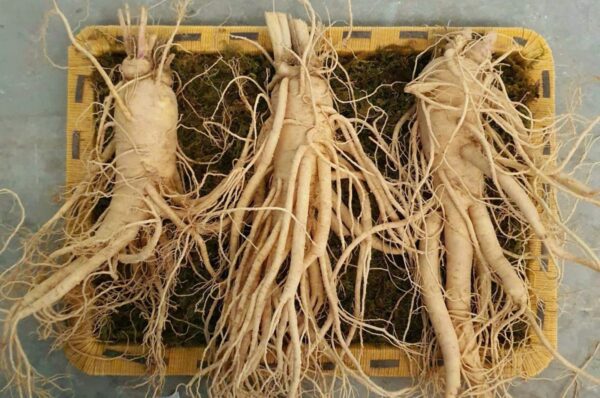 Nhân Sâm Tươi Nguyên Củ Hàn Quốc Loại 6 Củ/ 1 Kg - Ảnh 4
