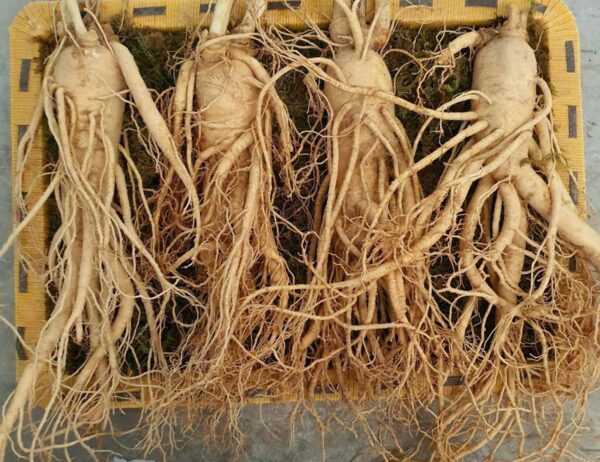 Nhân Sâm Tươi Nguyên Củ Hàn Quốc Loại 6 Củ/ 1 Kg - Ảnh 3