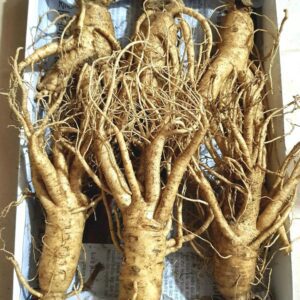 Nhân Sâm Tươi Hàn Quốc 6 Củ/1Kg
